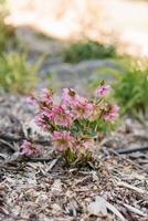 Pink flowers of double hellebore grow in spring in the garden photo