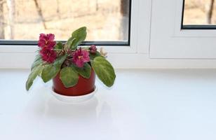 photo blooming crimson violet Saintpaulia in pot