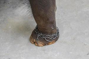 Chained leg elephant photo