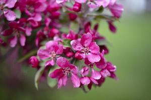 Bright purple red blossoming of a paradise apple tree or crab apple tree in botanical garden. photo