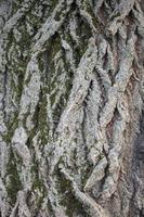 The bark of an old tree overgrown with moss. photo