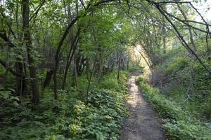 The forest is green with a path and the setting sun. photo
