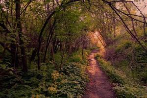 Fantastic forest with path and setting sun. photo