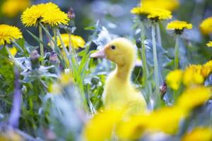 Yellow duckling in dandelions. Domestic duck chick in the meadow. photo