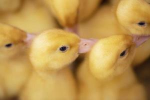 allí son muchos amarillo mullido patitos en cima. foto