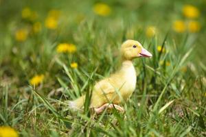 un amarillo pequeño anadón carreras en el verde césped. foto