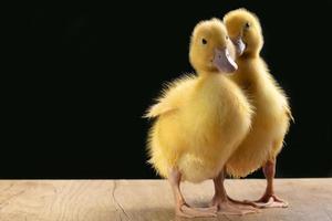 Two yellow fluffy ducklings on a black background. photo