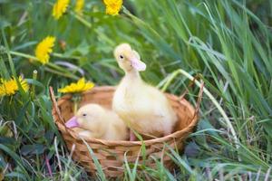 Beautiful ducklings in a basket in nature. Domestic bird. photo