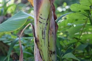 texture photo of a banana tree trunk