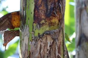 texture photo of a banana tree trunk