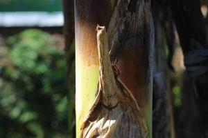 texture photo of a banana tree trunk