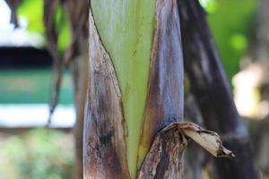 texture photo of a banana tree trunk