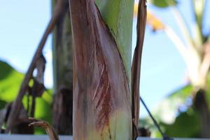 texture photo of a banana tree trunk