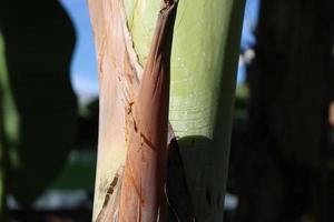 texture photo of a banana tree trunk