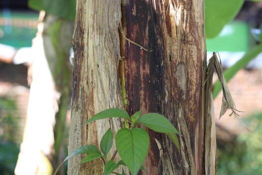 texture photo of a banana tree trunk