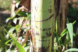 texture photo of a banana tree trunk