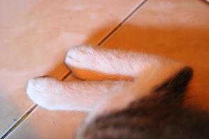 photo of the two hind legs of a cute cat