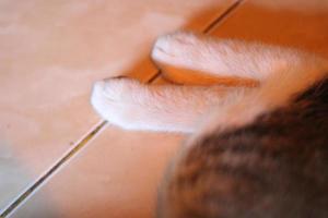 photo of the two hind legs of a cute cat