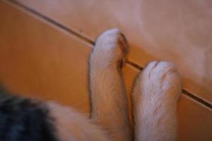 foto de el dos posterior piernas de un linda gato