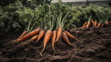 , Row of fresh carrots with green leafs on the ground, vegetables in the garden, a good harvest of eco products. photo