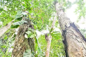 Trees in the forest photo