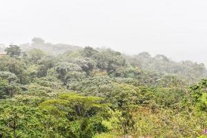 Trees in the forest photo