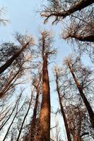 Trees in the forest photo