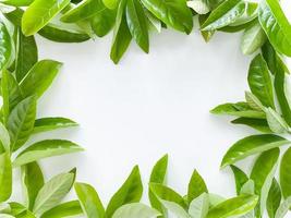 Frame of green leaves on a white background. View from above. photo