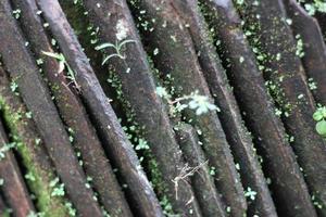 photo of mossy lined tile texture