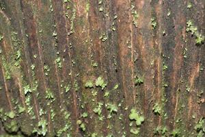 foto de cubierto de musgo forrado loseta textura