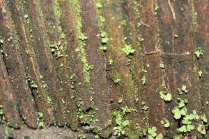 foto de cubierto de musgo forrado loseta textura