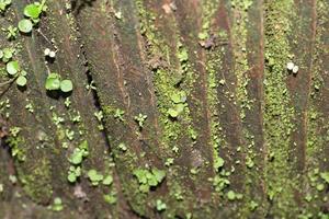 foto de cubierto de musgo forrado loseta textura