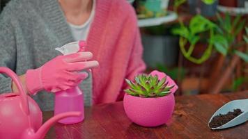 woman spraying succulents in pink pot video