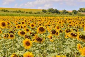 Sunflower field in summer photo