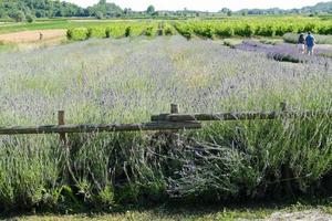 un campo de lavanda foto