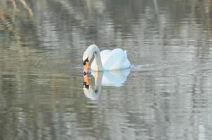Swan on a lake photo