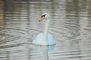 Swan on a lake photo