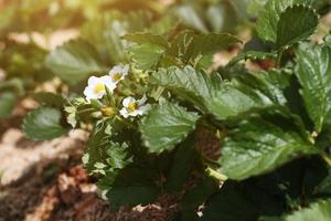 Little white Strawberry flowers with green leaves in Plantation Farm on the mountain in Thailand photo