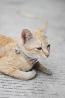 gatito naranja a rayas gato dormido y relajarse en hormigón piso con natural luz de sol foto