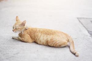 Kitten orange striped cat sleeping and relax on concrete floor with natural sunlight photo