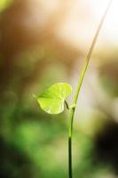 Heart shape leaves with natural sunlight in forest photo