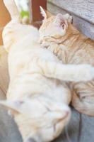 madre gato y gatito naranja a rayas gato dormido y relajarse en de madera terraza con natural luz de sol foto