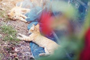 Cute Orange Kitten striped cat enjoy and relax on blue net in garden with natural sunlight photo