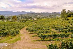 A vineyard landscape photo