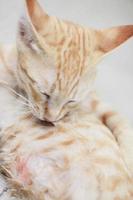 Kitten orange striped cat sleeping and relax on concrete floor with natural sunlight photo