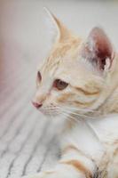 gatito naranja a rayas gato dormido y relajarse en hormigón piso con natural luz de sol foto