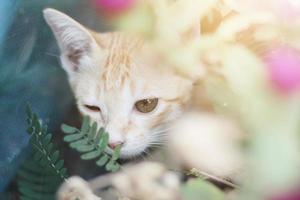 linda naranja gatito a rayas gato disfrutar y relajarse con globo amaranto flores en jardín con natural luz de sol foto