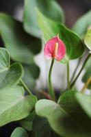 Freshness blooming Flamingo Flower or anthurium floral in natural sunlight photo