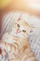 Kitten orange striped cat sleeping and relax on concrete floor with natural sunlight photo