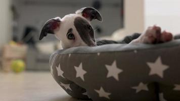 schattig huisdier whippet puppy resting in haar dag bed video